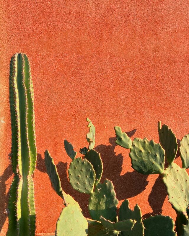 Saladita, Mexico - May 2024 🇲🇽
.
.
.
We’ve travelled to La Saladita to celebrate @jess_wildblue & @bryan_lobel wedding on the beach they met 5 years ago 🤍
.
.
.
2 weeks full of love, joy, laugh, surf for Oli & chilling for me (and food, of course!) 🐚
.
.
.
Have you already visited this remote but famous surfing place in Mexico? 🙂
.
.
.
#saladita #mexicotravel #offthebeatenpath